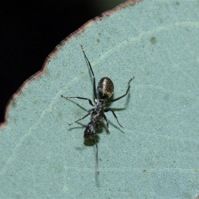Camponotus aeneopilosus (A Golden-tailed sugar ant) at Bruce, ACT - 10 Oct 2025 by AlisonMilton