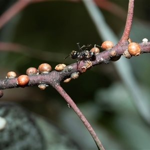 Unverified Eucalyptus Gall at Bruce, ACT - Yesterday by AlisonMilton