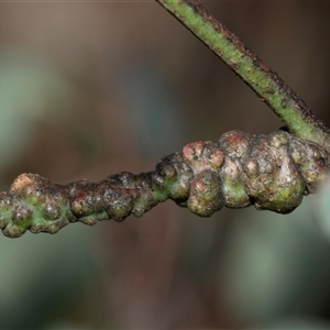 Unverified Eucalyptus Gall at Bruce, ACT - Yesterday by AlisonMilton