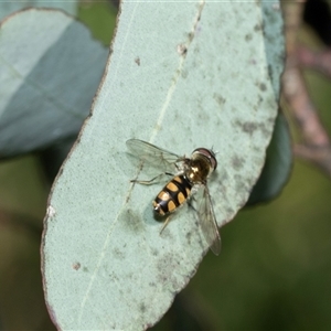 Melangyna viridiceps (Hover fly) at Bruce, ACT - Yesterday by AlisonMilton
