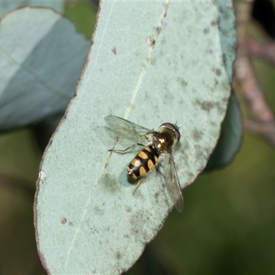 Melangyna viridiceps (Hover fly) at Bruce, ACT - 10 Oct 2025 by AlisonMilton