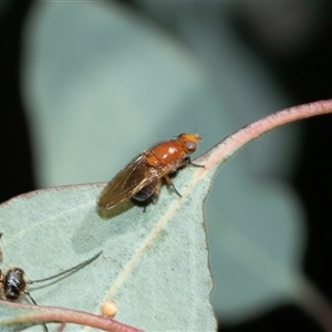 Rhagadolyra magnicornis at Bruce, ACT - Yesterday by AlisonMilton