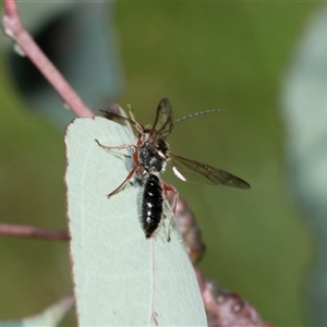 Unverified Wasp (Hymenoptera, Apocrita) at Bruce, ACT - Yesterday by AlisonMilton