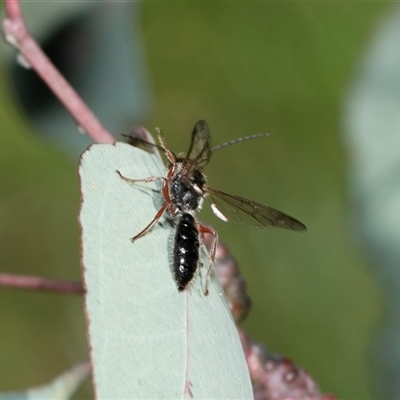 Unverified Wasp (Hymenoptera, Apocrita) at Bruce, ACT - 10 Oct 2025 by AlisonMilton
