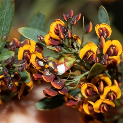 Daviesia mimosoides (Bitter Pea) at Bruce, ACT - 10 Oct 2025 by AlisonMilton