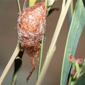 Austracantha minax (Christmas Spider, Jewel Spider) at Bruce, ACT - Yesterday by AlisonMilton