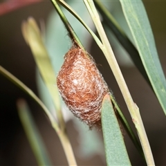 Austracantha minax at Bruce, ACT - 10 Oct 2025 09:55 AM