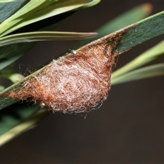 Austracantha minax at Bruce, ACT - 10 Oct 2025 09:55 AM