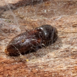 Unverified Other beetle at Bruce, ACT - Yesterday by AlisonMilton