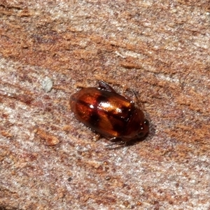 Unverified Leaf beetle (Chrysomelidae) at Bruce, ACT - Yesterday by AlisonMilton