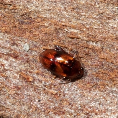 Arsipoda sp. (genus) (A flea beetle) at Bruce, ACT - 10 Oct 2025 by AlisonMilton