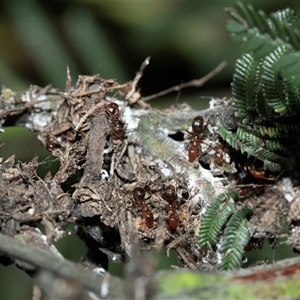 Papyrius sp. (genus) (A Coconut Ant) at Bruce, ACT - Yesterday by AlisonMilton