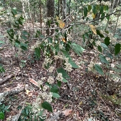 Seringia arborescens at Pappinbarra, NSW - 10 Oct 2025 by jonvanbeest