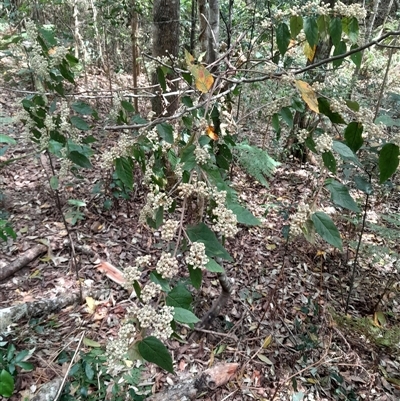 Seringia arborescens at Pappinbarra, NSW - 10 Oct 2025 by jonvanbeest