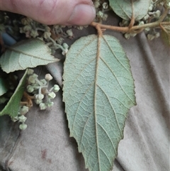 Unverified at suppressed - suppressed