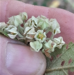 Unverified at suppressed - suppressed