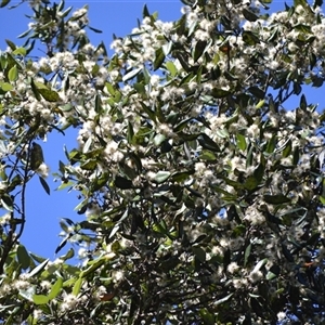 Syncarpia glomulifera subsp. glomulifera (Turpentine) at Jamberoo, NSW - Yesterday by plants