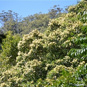 Emmenosperma alphitonioides (Bonewood) at Jamberoo, NSW - Yesterday by plants