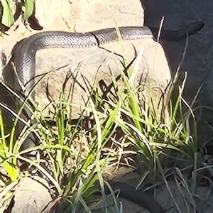 Pseudonaja textilis at Coombs, ACT - Yesterday by Ct1000