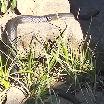Pseudechis porphyriacus (Red-bellied Black Snake) at Coombs, ACT - 10 Oct 2025 by Ct1000