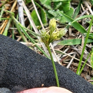Carex inversa (Knob Sedge) at Hawker, ACT - 7 Oct 2025 by sangio7