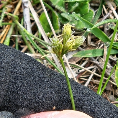 Carex inversa (Knob Sedge) at Hawker, ACT - 7 Oct 2025 by sangio7