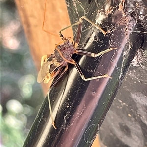 Reduviidae (family) at Dunbogan, NSW - Today by LPW