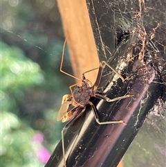 Harpactorini (tribe) at Dunbogan, NSW - 11 Oct 2025 10:42 AM