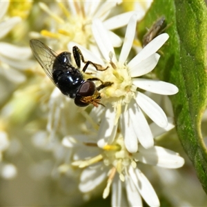 Unverified Insect at Weetangera, ACT - Today by Thurstan
