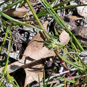 Carex inversa (Knob Sedge) at Hawker, ACT - 7 Oct 2025 by sangio7