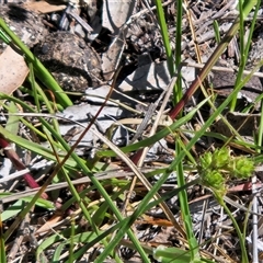 Carex inversa at Hawker, ACT - 7 Oct 2025 10:43 AM