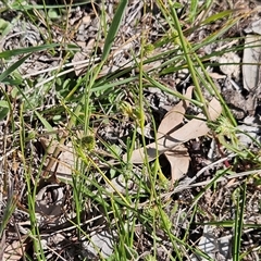 Carex inversa at Hawker, ACT - 7 Oct 2025 10:43 AM