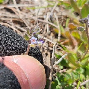 Myosotis discolor at Hawker, ACT - 7 Oct 2025 by sangio7