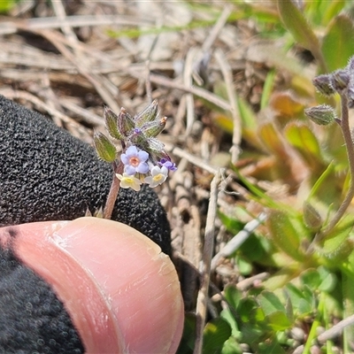 Myosotis discolor (Forget-me-not) at Hawker, ACT - 7 Oct 2025 by sangio7