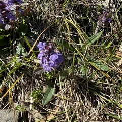 Ajuga australis (Austral Bugle) at Bungendore, NSW - 11 Oct 2025 by yellowboxwoodland