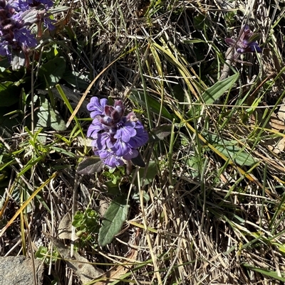 Ajuga australis (Austral Bugle) at Bungendore, NSW - 11 Oct 2025 by yellowboxwoodland