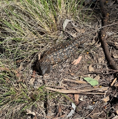 Tiliqua rugosa aspera (Eastern Shingleback) at Bungendore, NSW - 11 Oct 2025 by yellowboxwoodland