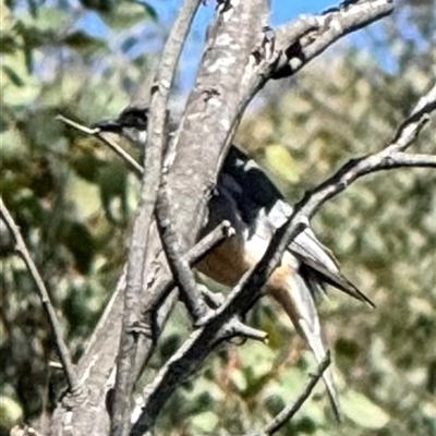 Pachycephala rufiventris at  - suppressed by yellowboxwoodland
