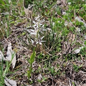 Wurmbea dioica subsp. dioica at Whitlam, ACT - 7 Oct 2025 by sangio7