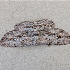 Ectropis excursaria (Common Bark Moth) by chriselidie