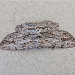 Ectropis excursaria (Common Bark Moth) by chriselidie