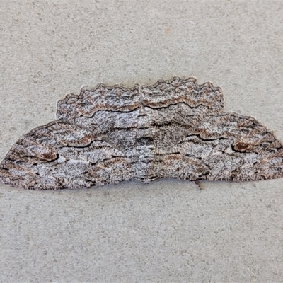 Ectropis excursaria (Common Bark Moth) at  - suppressed by chriselidie