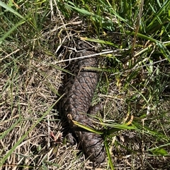 Tiliqua rugosa aspera (Eastern Shingleback) at Ainslie, ACT - 11 Oct 2025 by courtneyb