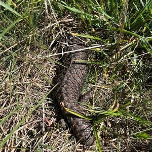 Tiliqua rugosa at Ainslie, ACT - Today by courtneyb