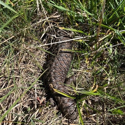 Tiliqua rugosa aspera (Eastern Shingleback) at Ainslie, ACT - 11 Oct 2025 by courtneyb