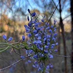 Comesperma volubile at Watson, ACT - Yesterday by Ceri