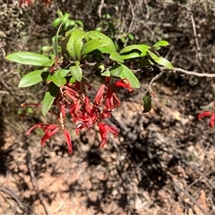 Grevillea oxyantha subsp. oxyantha at Uriarra, NSW - 11 Oct 2025 by JulieQ