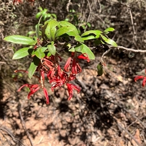 Unverified Other Shrub at Uriarra, NSW - Today by JulieQ