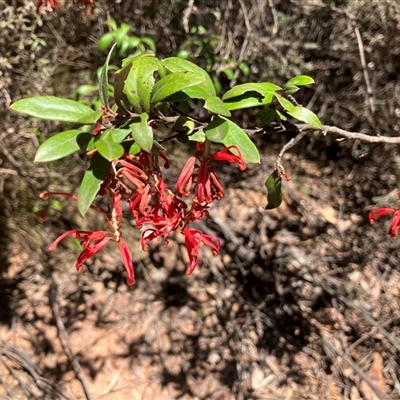 Grevillea oxyantha subsp. oxyantha at Uriarra, NSW - 11 Oct 2025 by JulieQ