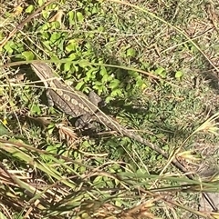 Amphibolurus muricatus (Jacky Lizard) at Malua Bay, NSW - 11 Oct 2025 by jks
